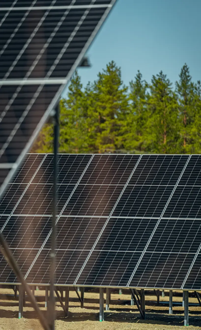 Rows of ground-mounted solar panels in front of a pine forest under a clear sky