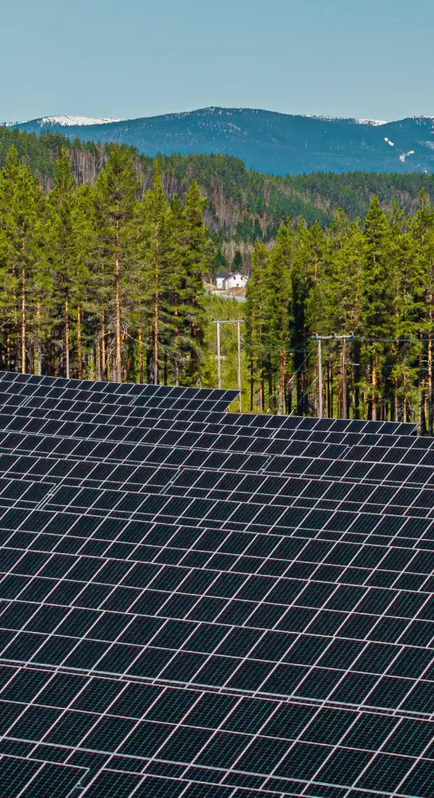Large ground-mounted solar farm with pine forest and snow-capped mountains behind
