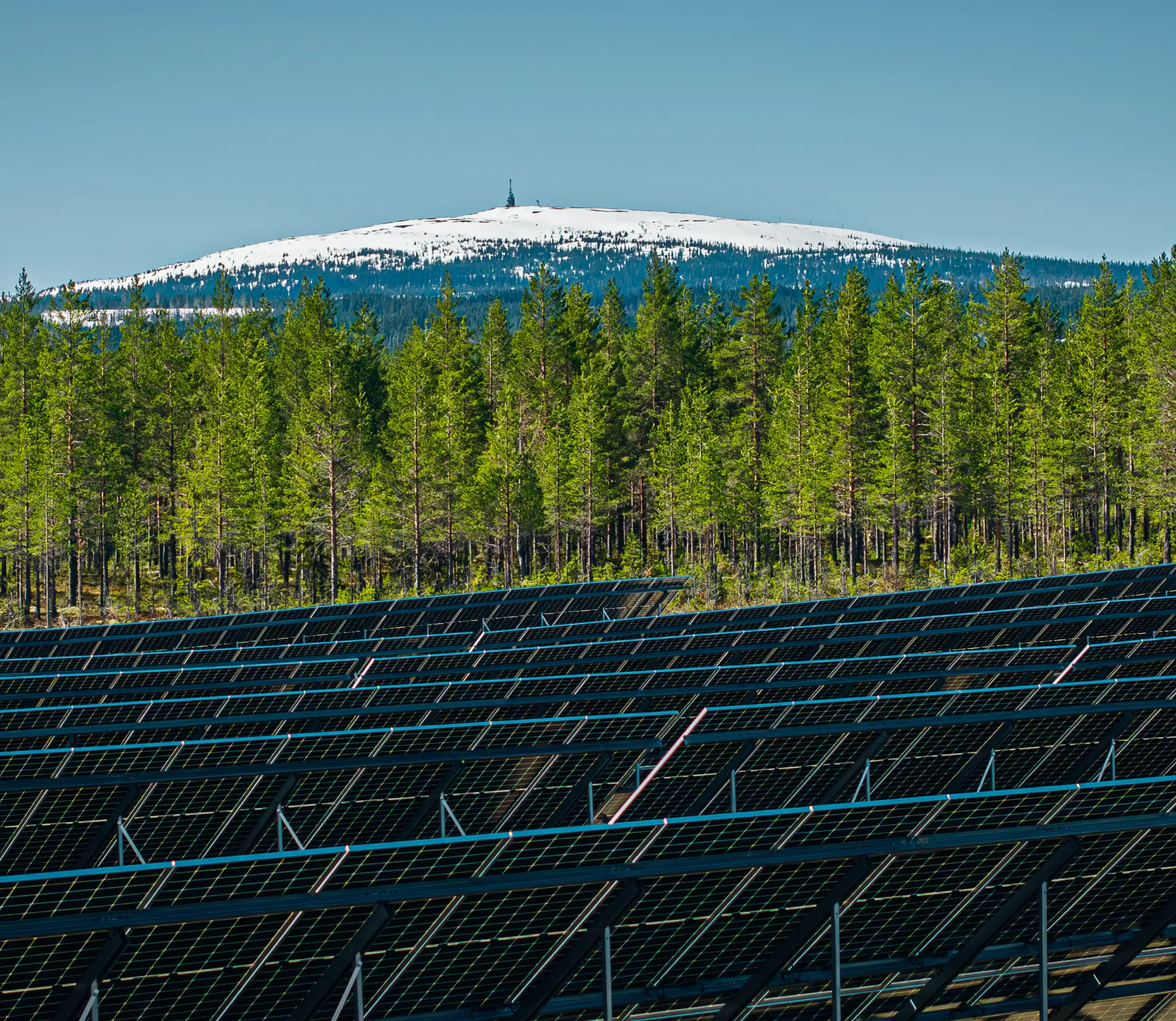 Rows of solar panels in front of pine forest with a snow-capped mountain behind